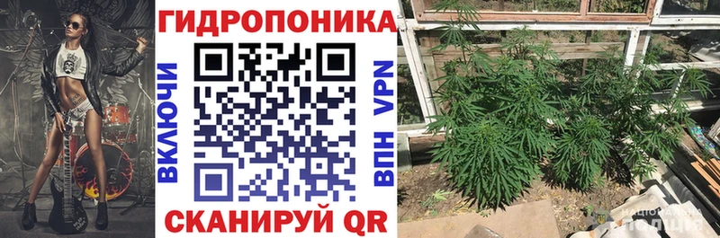 Бошки Шишки семена Большой Камень